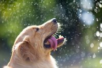 Waarom hitte gevaarlijker is voor je hond dan je denkt