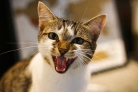 Katten miauwen meer dan twee keer vaker bij mannen