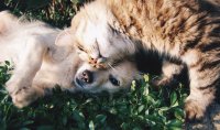 Steeds meer honden en katten hebben een voedselallergie