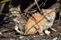 Schiermonnikoog pakt zwerfkatten aan met drones dit najaar
